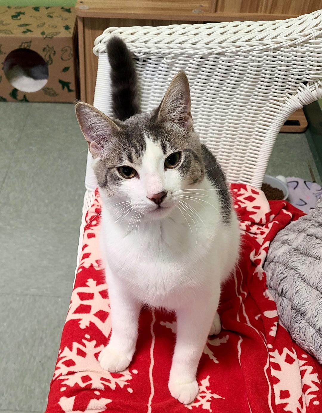 Enlarge Peddle, a ADOPTABLE Domestic Short Hair in Kirkland, WA image 2/3