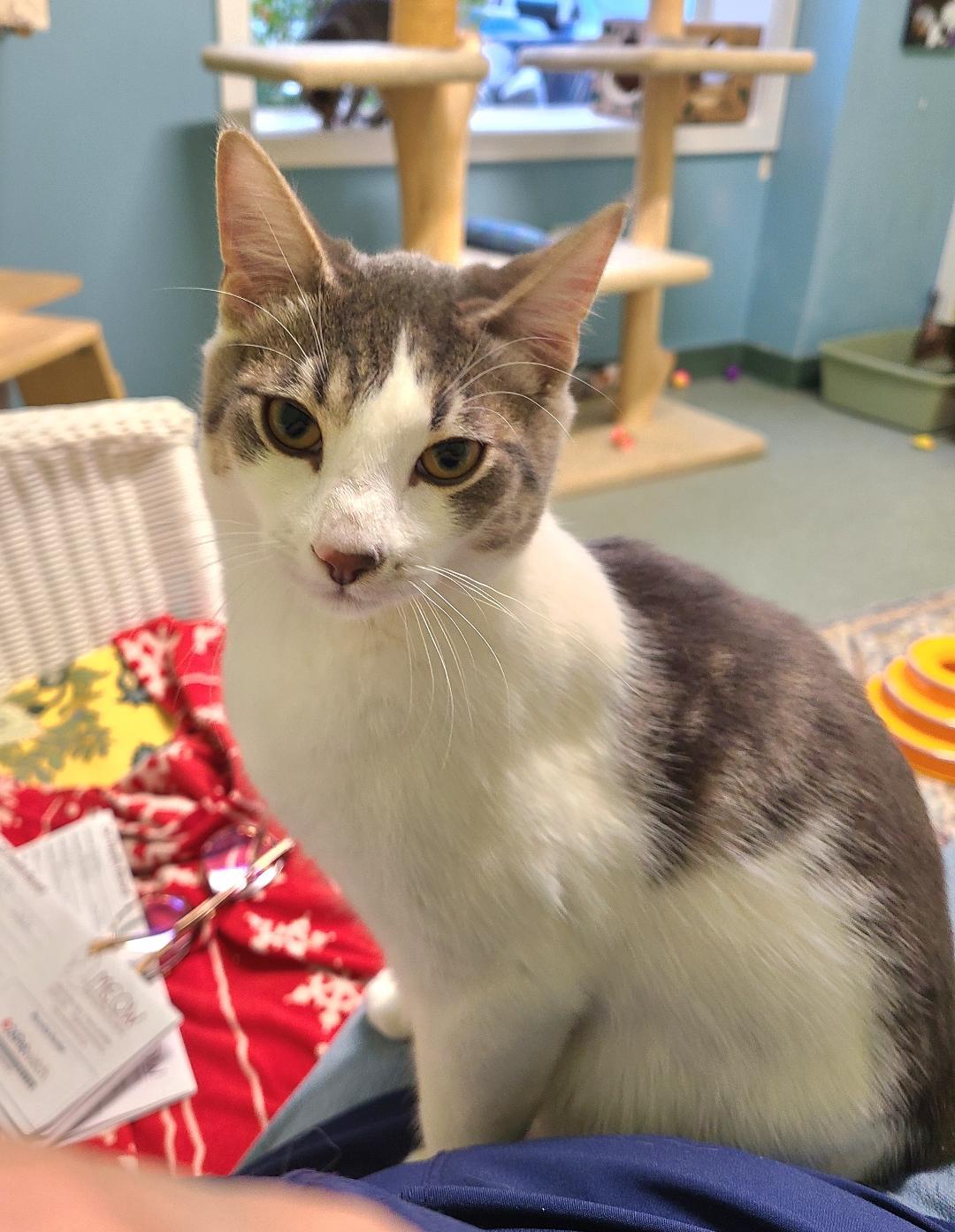 Enlarge Peddle, a ADOPTABLE Domestic Short Hair in Kirkland, WA image 3/3