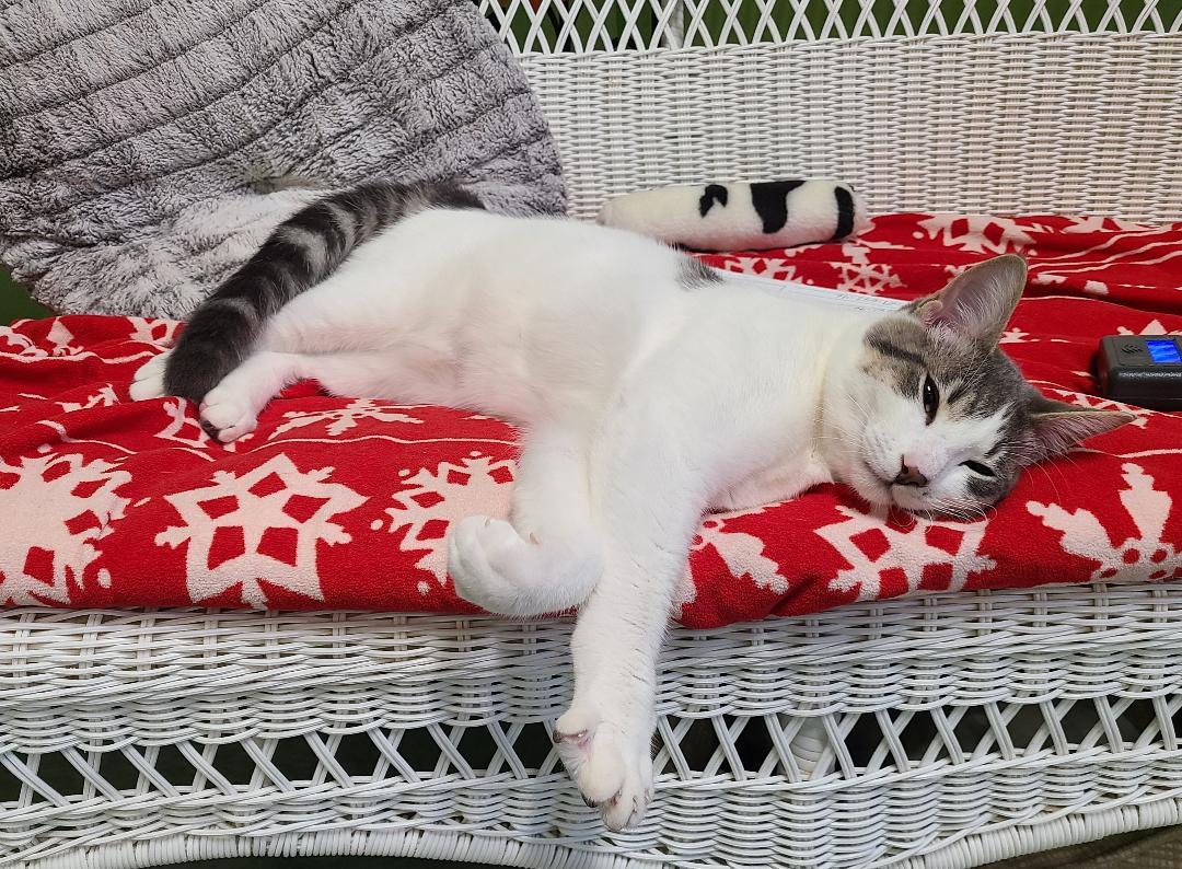 Enlarge Peddle, a ADOPTABLE Domestic Short Hair in Kirkland, WA image 1/3