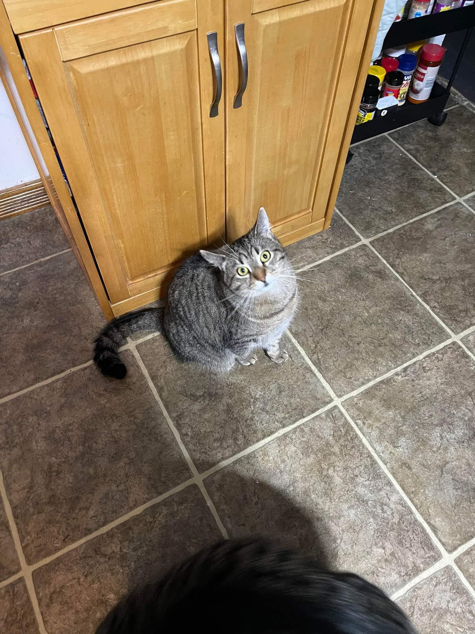 Enlarge Simon Kitty, a Adoptable Domestic Short Hair in Lewistown, PA image 1/3