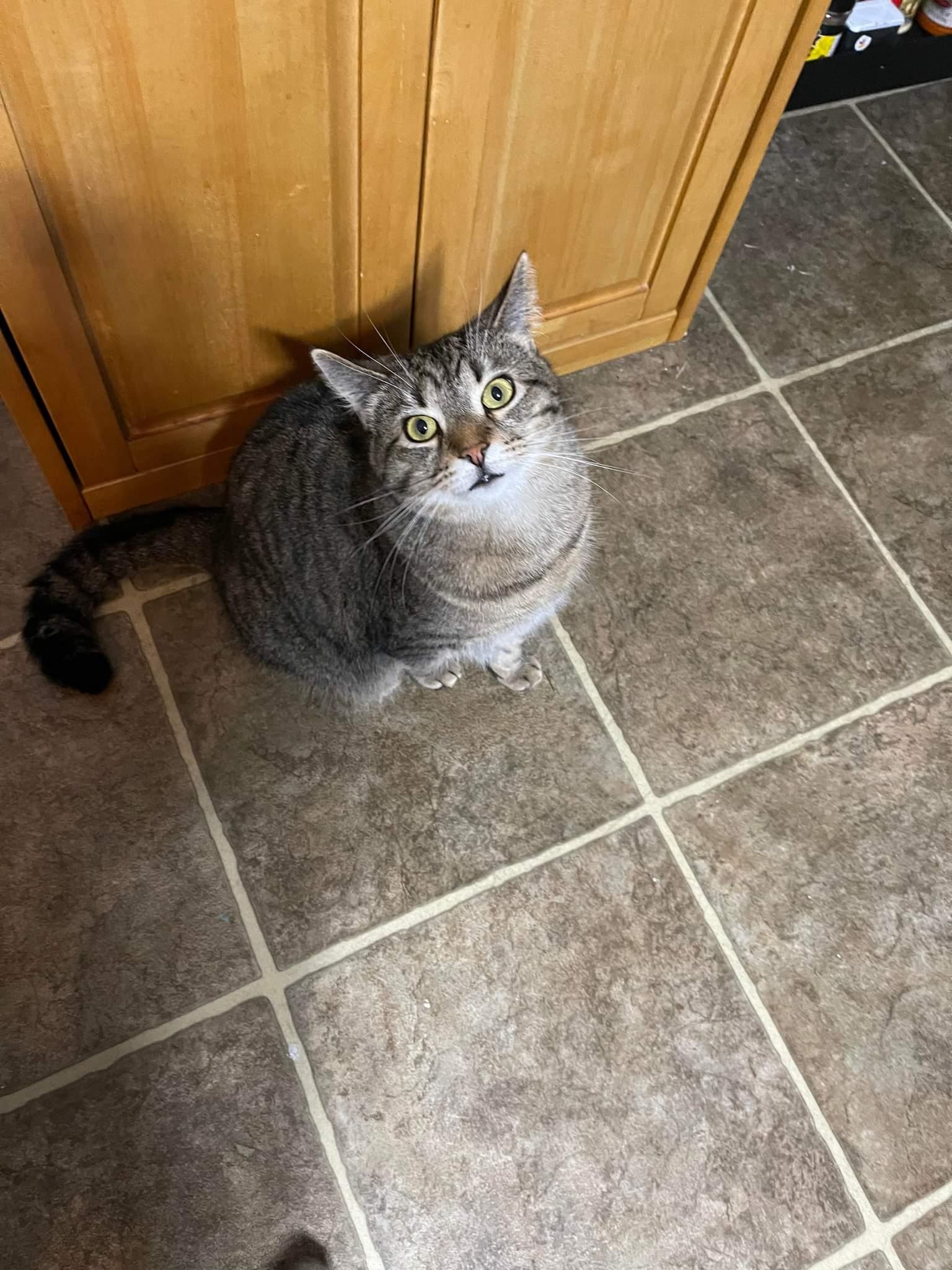 Enlarge Simon Kitty, a Adoptable Domestic Short Hair in Lewistown, PA image 2/3