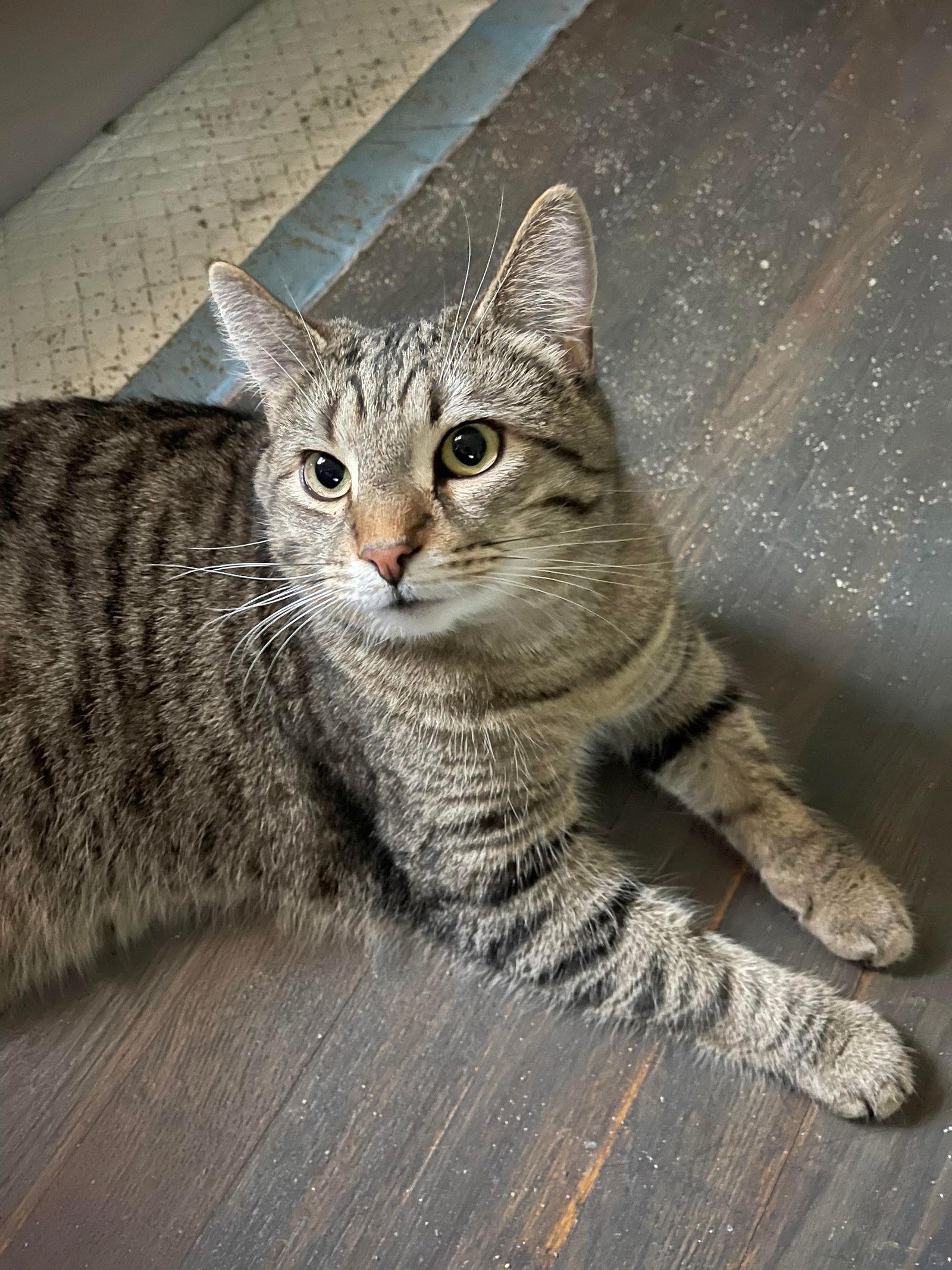 Enlarge Simon Kitty, a Adoptable Domestic Short Hair in Lewistown, PA image 3/3