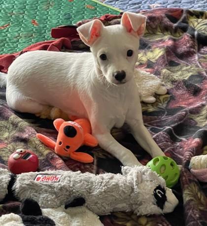 Def Leppard, Adoptable, Puppy Female Mixed Breed & Mixed Breed.