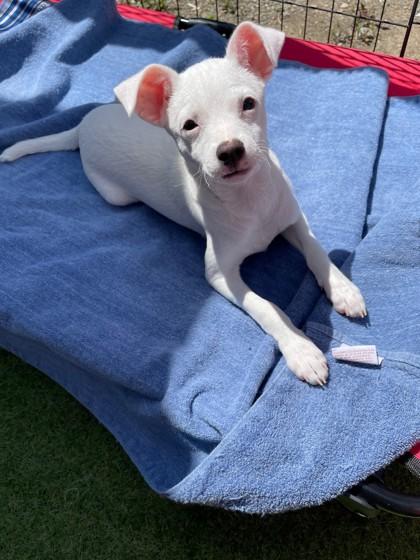 Enlarge Def Leppard, a Adoptable mixed breed in Pleasanton, CA image 2/3