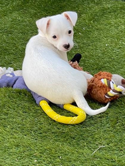 Enlarge Def Leppard, a Adoptable mixed breed in Pleasanton, CA image 1/3