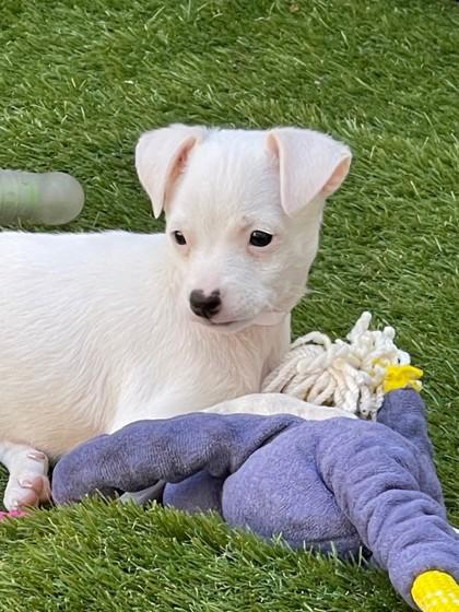 Enlarge Def Leppard, a Adoptable mixed breed in Pleasanton, CA image 2/3