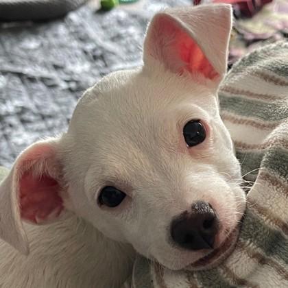 Enlarge Def Leppard, a Adoptable mixed breed in Pleasanton, CA image 3/3