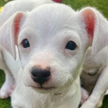 Enlarge Def Leppard, a Adoptable mixed breed in Pleasanton, CA image 3/3