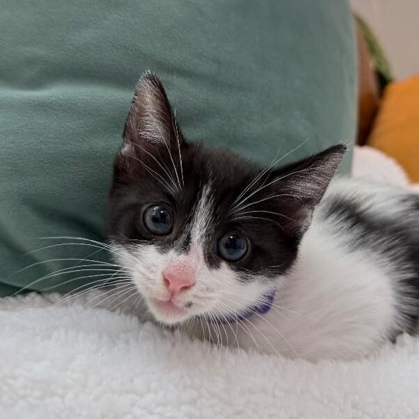 Mocha Mousse — thumbnail 3