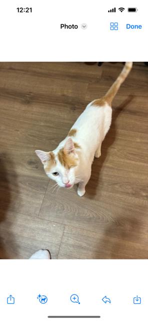 Enlarge Spector, a Adoptable Domestic Short Hair in Louisville, KY image 1/6