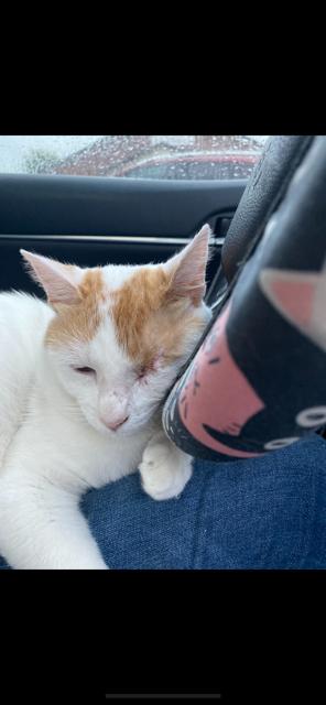 Enlarge Spector, a Adoptable Domestic Short Hair in Louisville, KY image 2/6