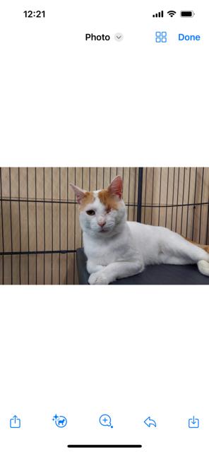Enlarge Spector, a Adoptable Domestic Short Hair in Louisville, KY image 3/6