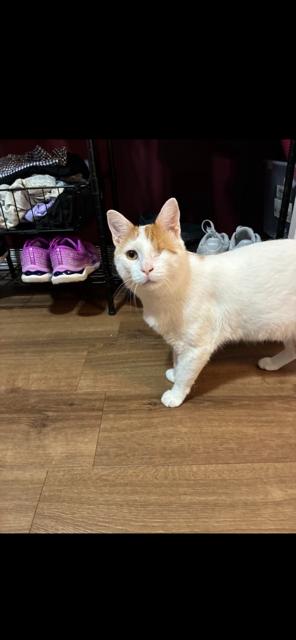 Spector, Adoptable, Adult Male Domestic Short Hair.