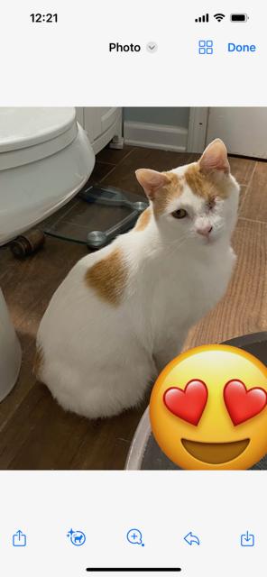 Enlarge Spector, a Adoptable Domestic Short Hair in Louisville, KY image 6/6