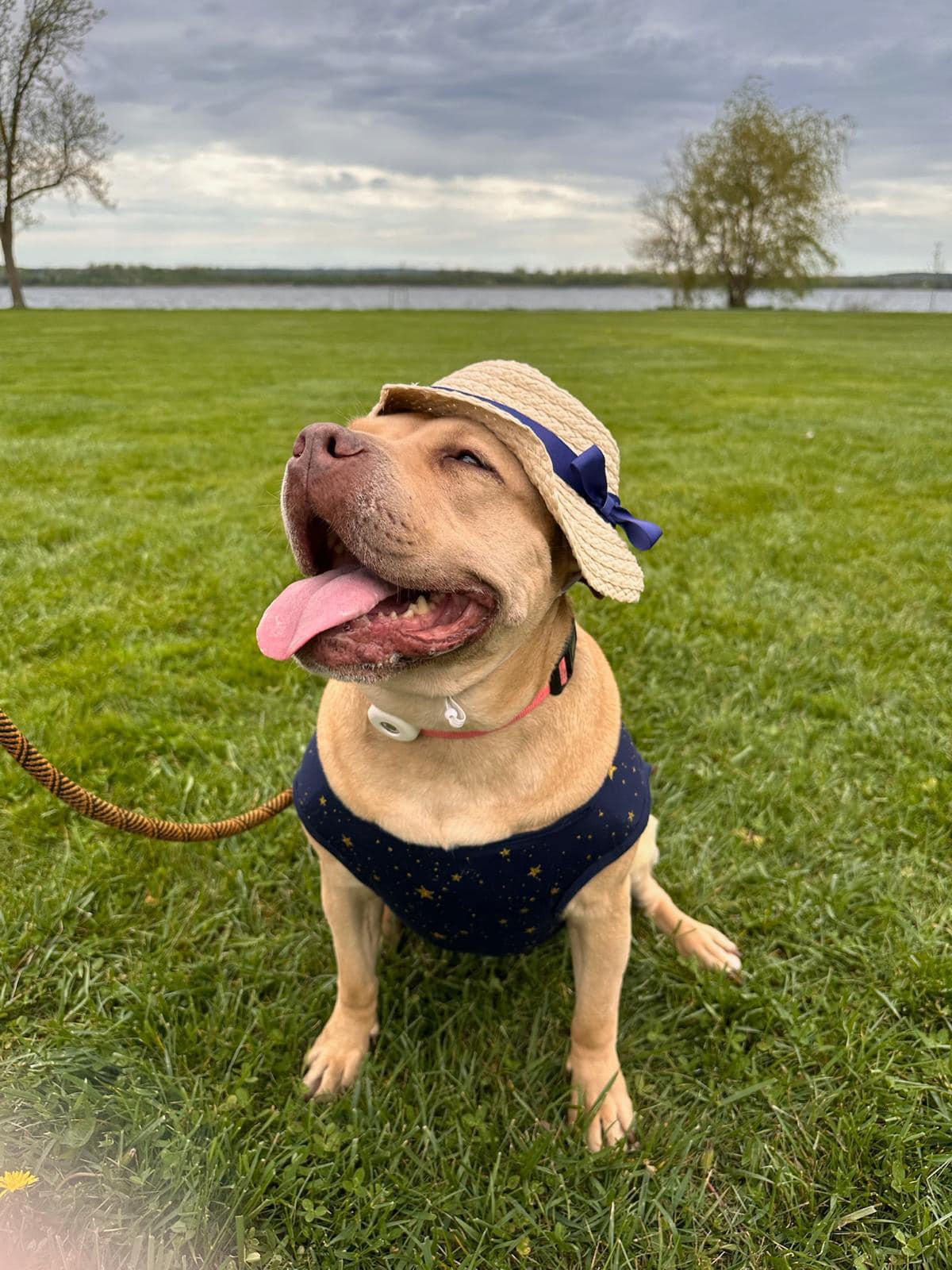 SANDY, Adult Female Pit Bull Terrier