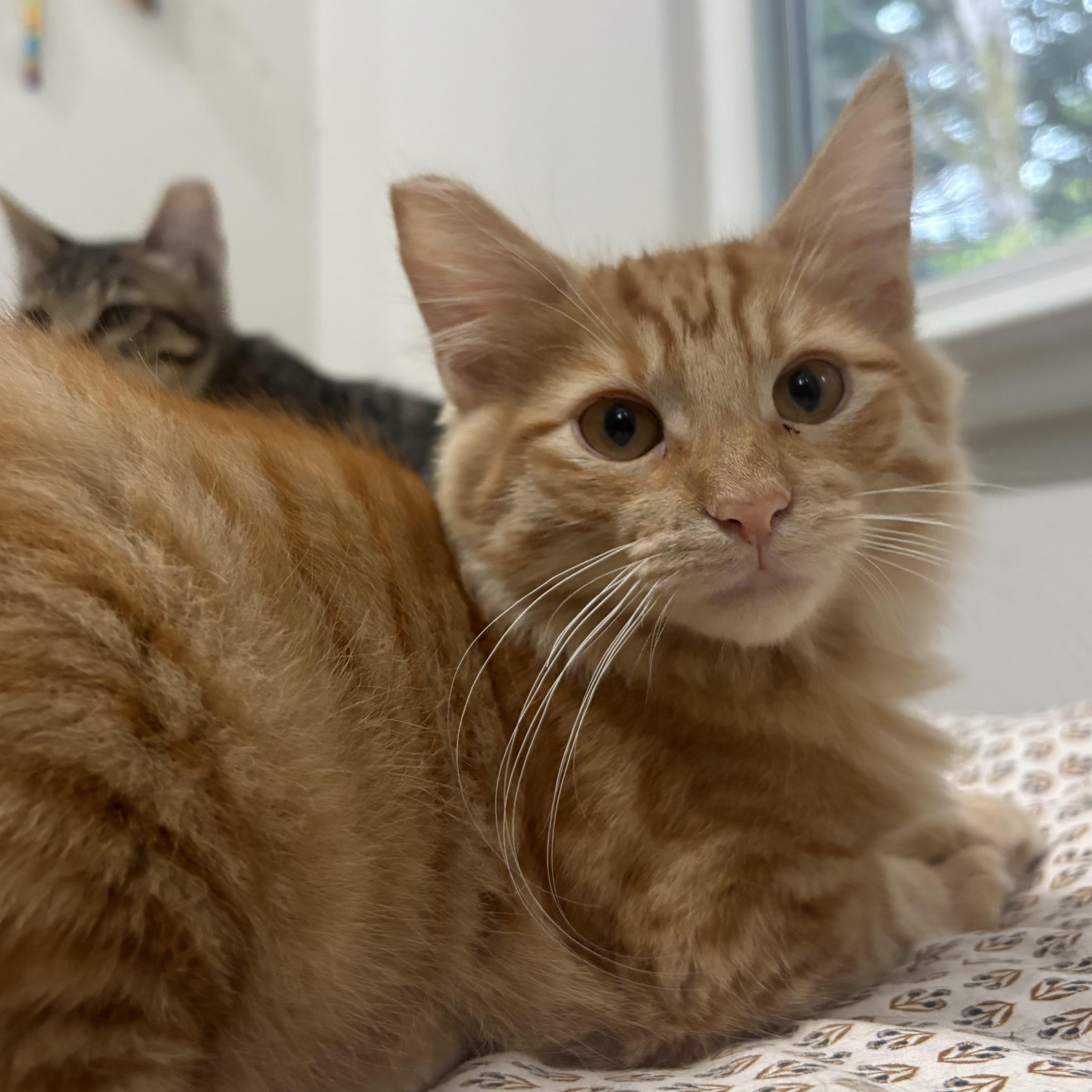 Enlarge Tag, a Adoptable Domestic Long Hair in Oakland, CA image 2/5