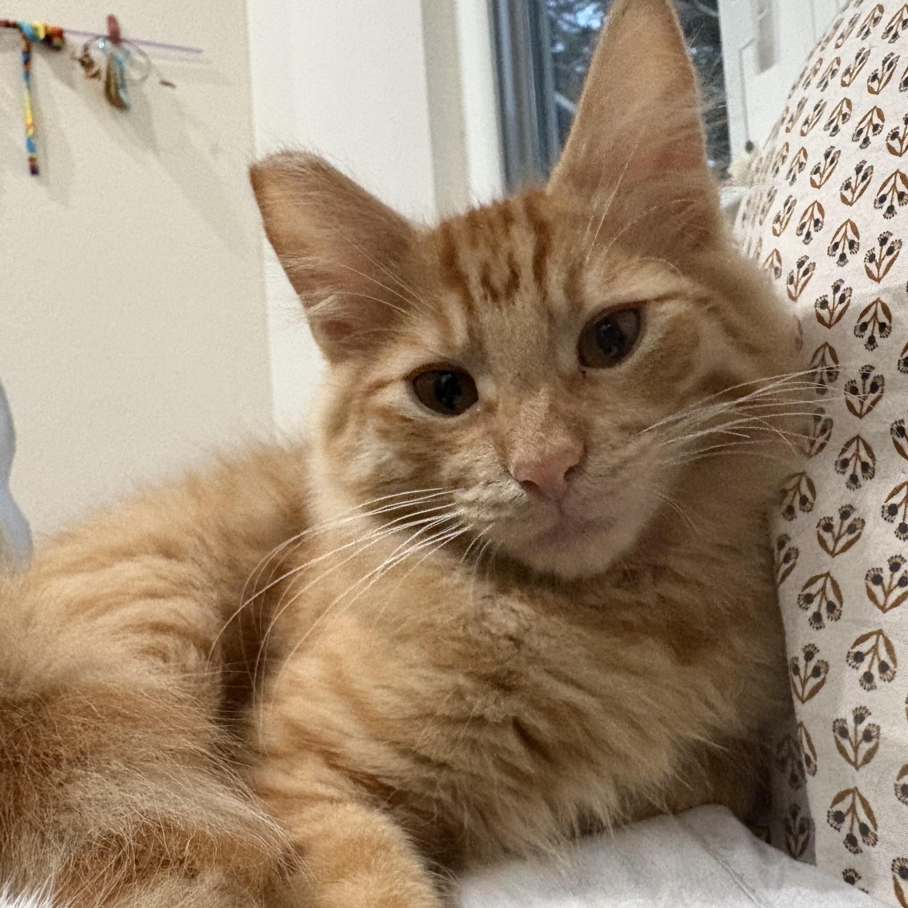 Enlarge Tag, a Adoptable Domestic Long Hair in Oakland, CA image 3/5