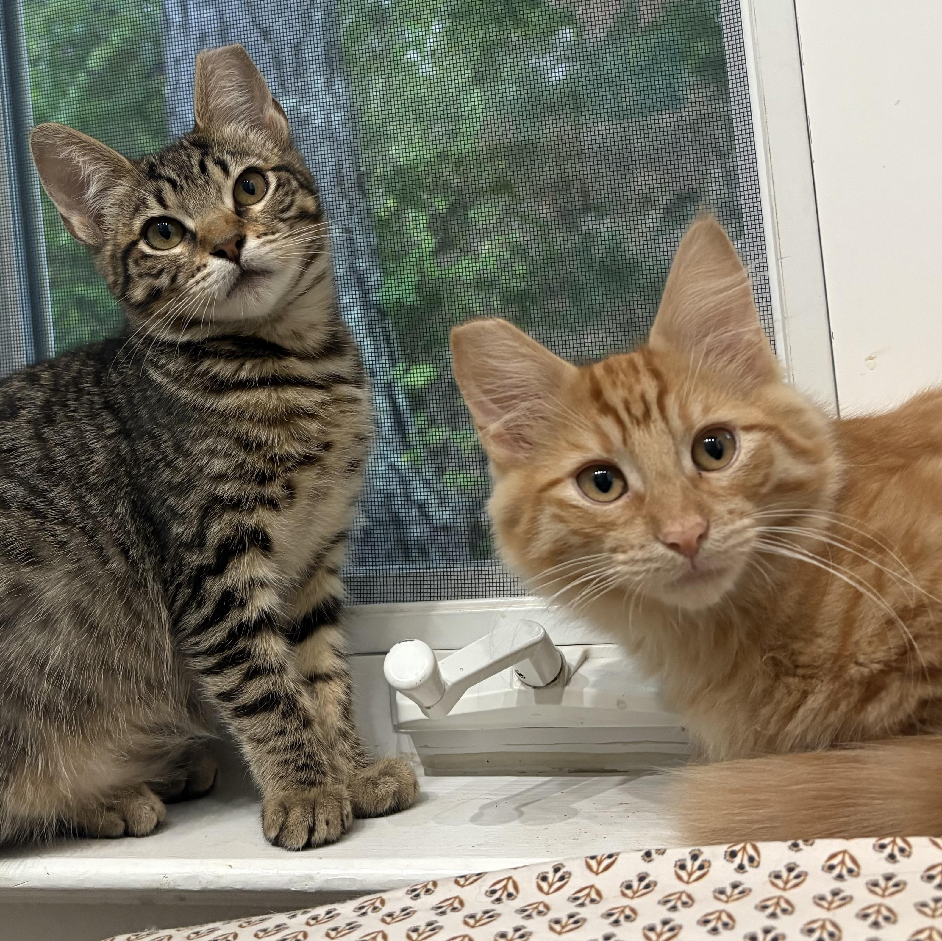 Enlarge Tag, a Adoptable Domestic Long Hair in Oakland, CA image 4/5