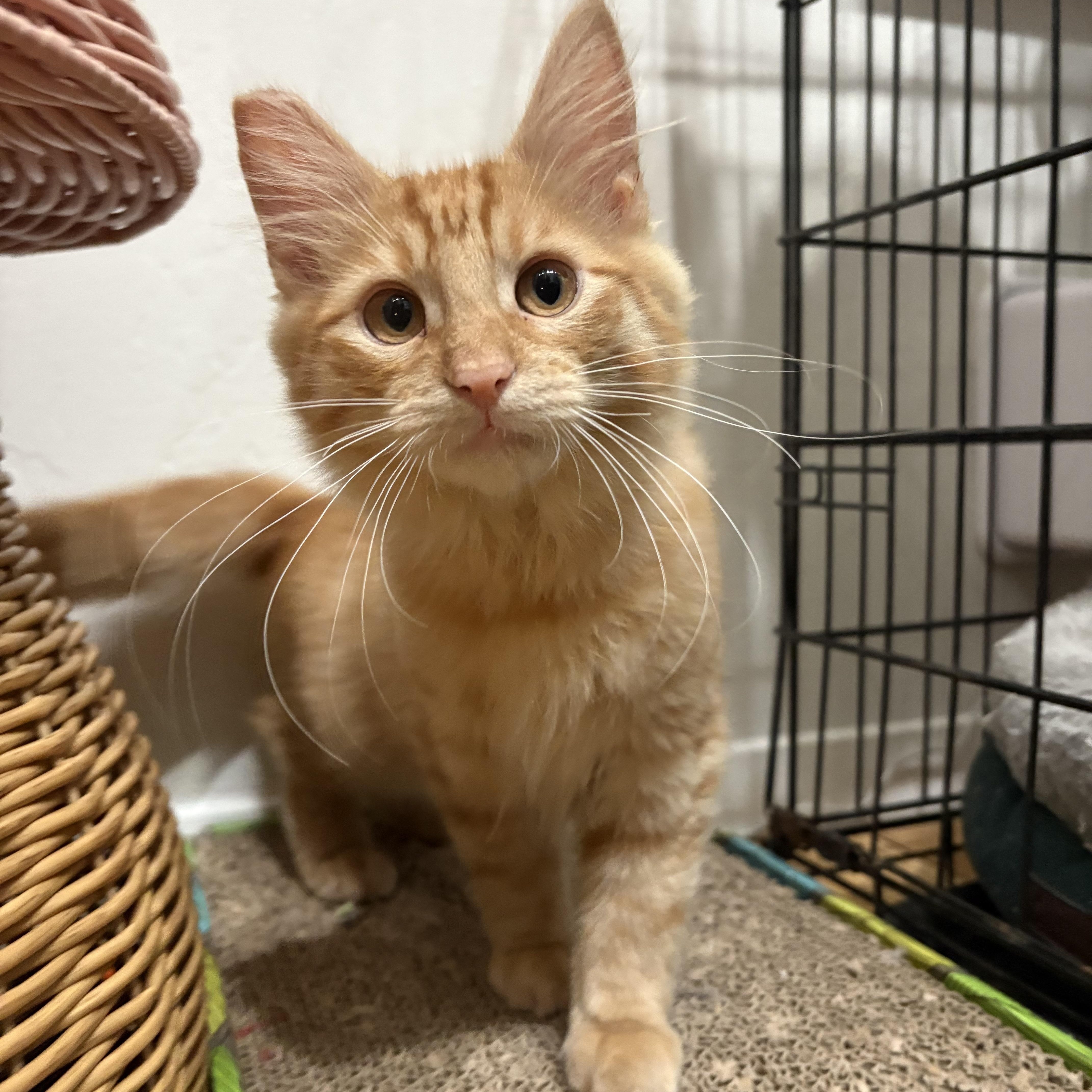 Enlarge Tag, a Adoptable Domestic Long Hair in Oakland, CA image 1/5
