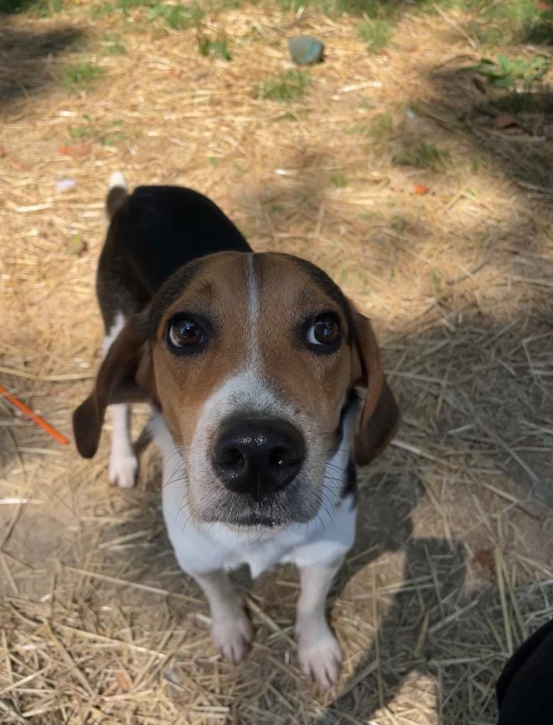 Enlarge Gale, a Adopted Beagle in Murphysboro, IL image 1/1