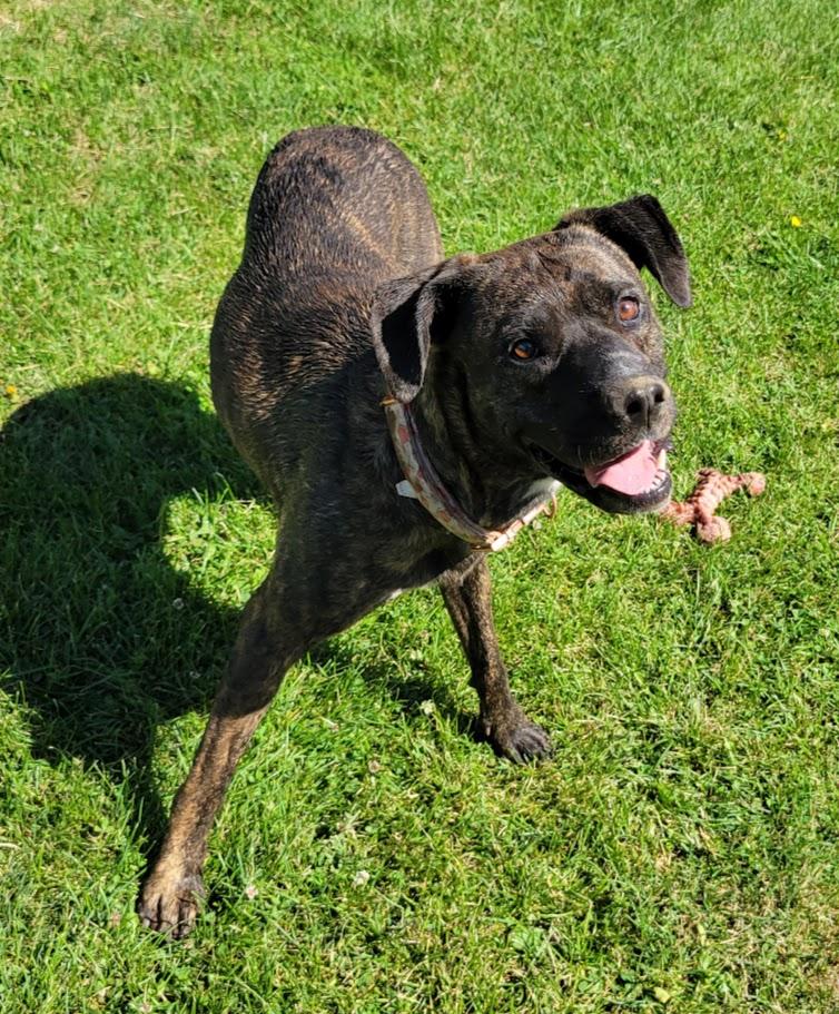 Rogue, ADOPTABLE, Adult Female Tennessee Treeing Brindle & Boxer.