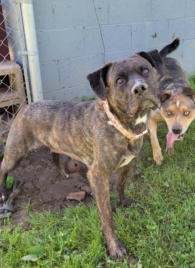Rogue, a ADOPTABLE mixed breed in Lisbon, OH image 3/4