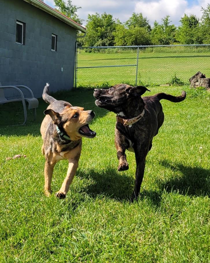 Rogue, a ADOPTABLE mixed breed in Lisbon, OH image 2/4