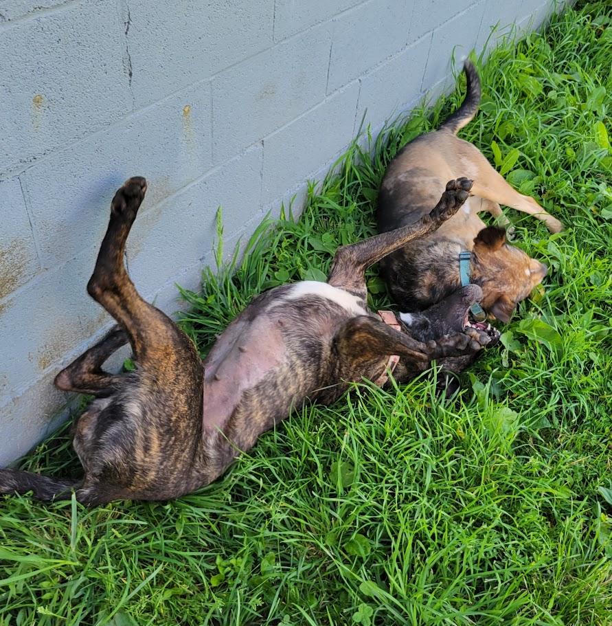 Rogue, a ADOPTABLE mixed breed in Lisbon, OH image 4/4