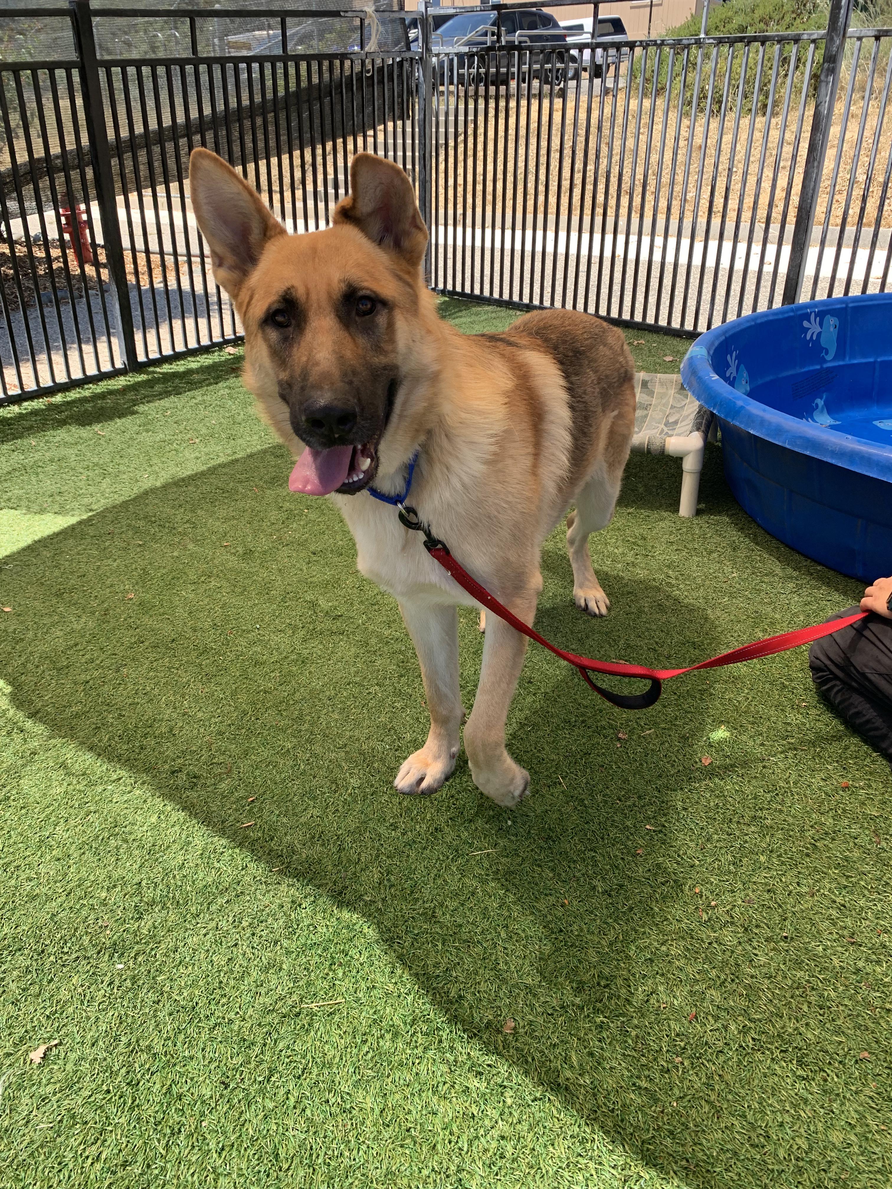 Enlarge Marsala, a ADOPTABLE German Shepherd Dog in Grass Valley, CA image 6/6