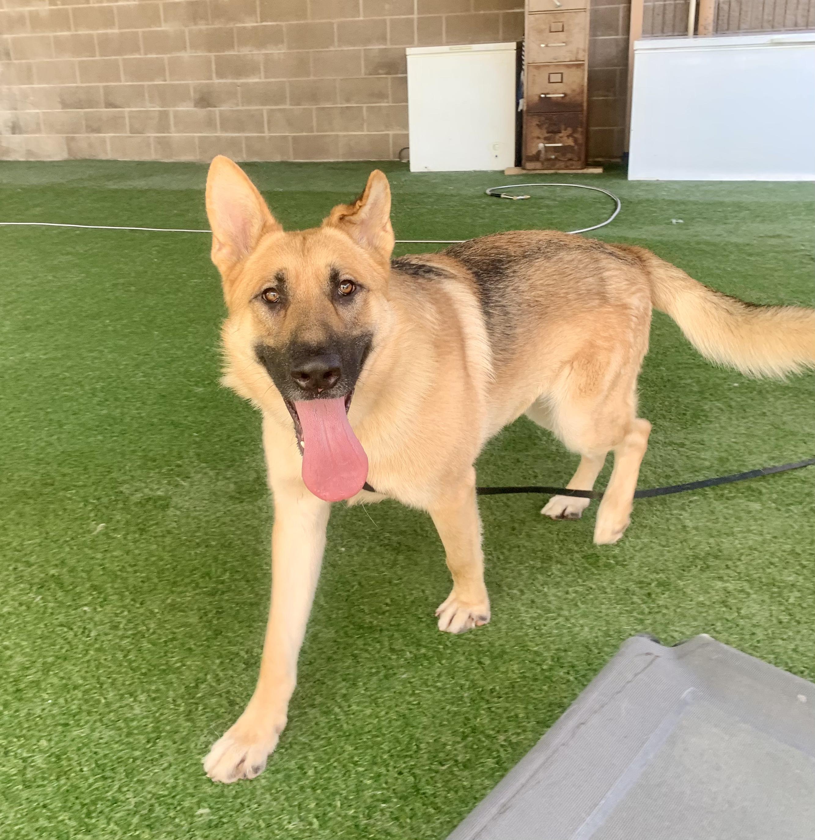Marsala, ADOPTABLE, Adult Male German Shepherd Dog.