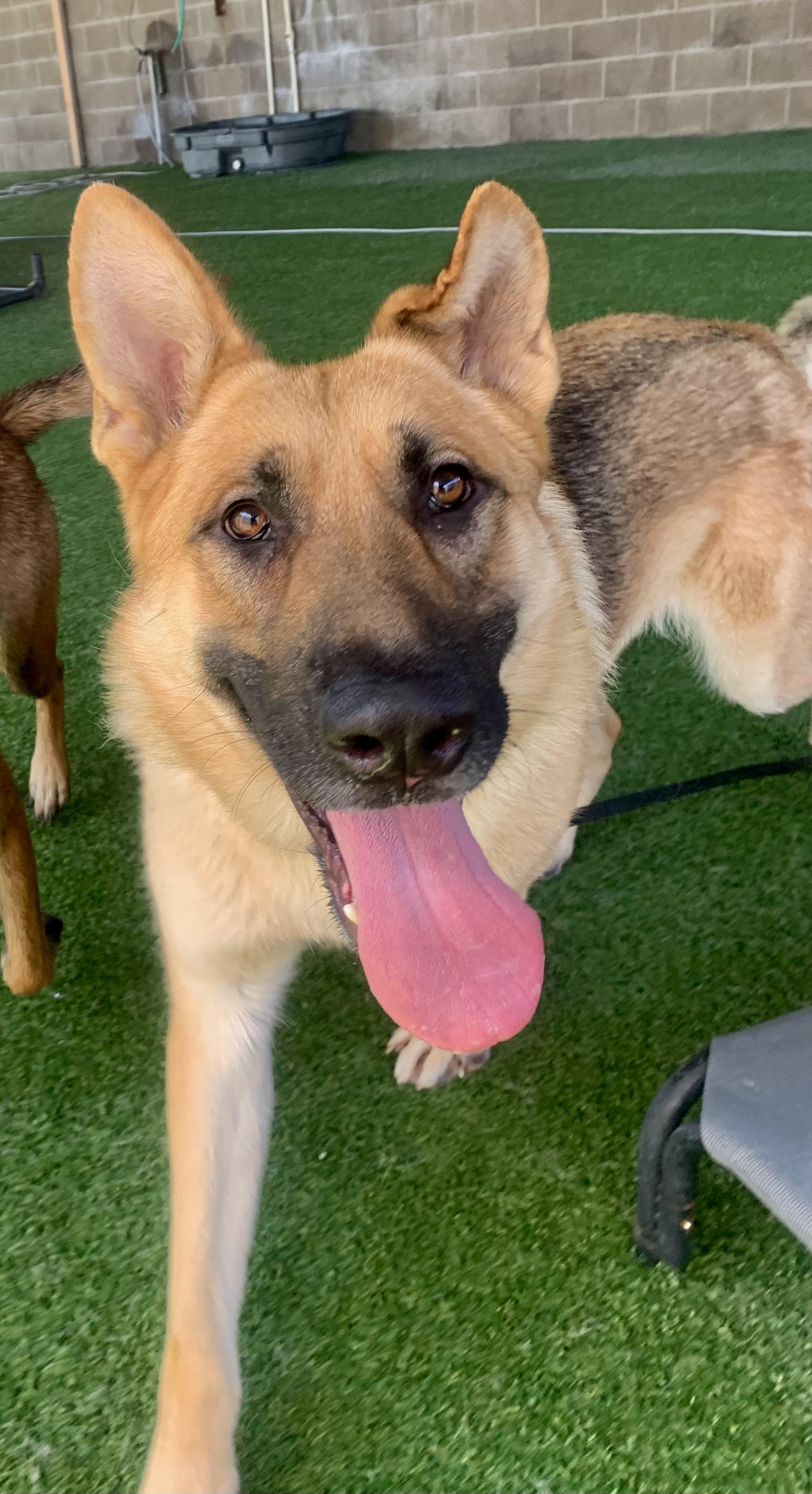 Enlarge Marsala, a ADOPTABLE German Shepherd Dog in Grass Valley, CA image 5/5