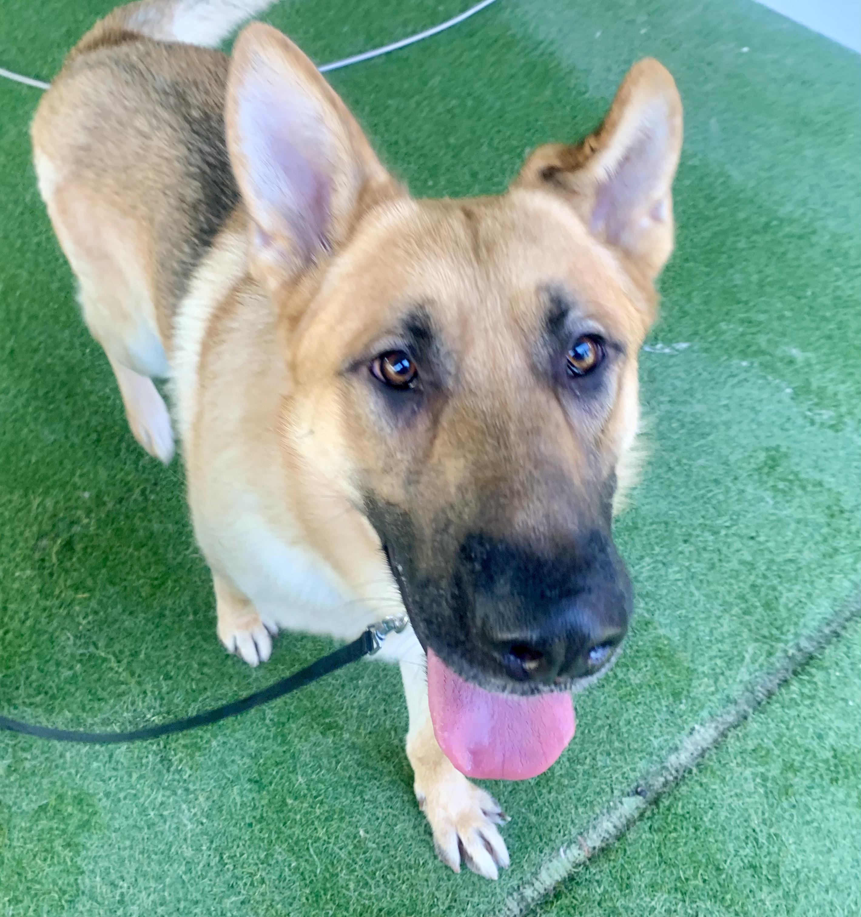 Enlarge Marsala, a ADOPTABLE German Shepherd Dog in Grass Valley, CA image 4/5