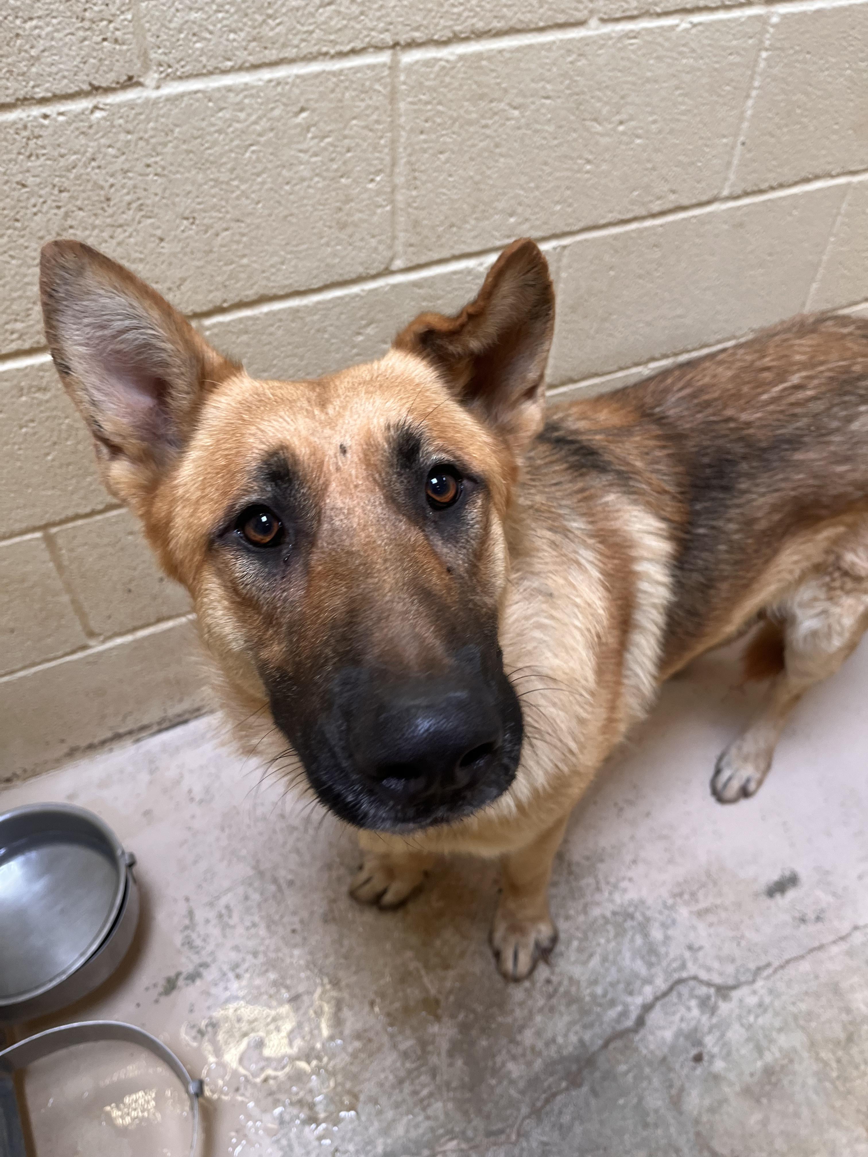 Enlarge Marsala, a ADOPTABLE German Shepherd Dog in Grass Valley, CA image 2/5