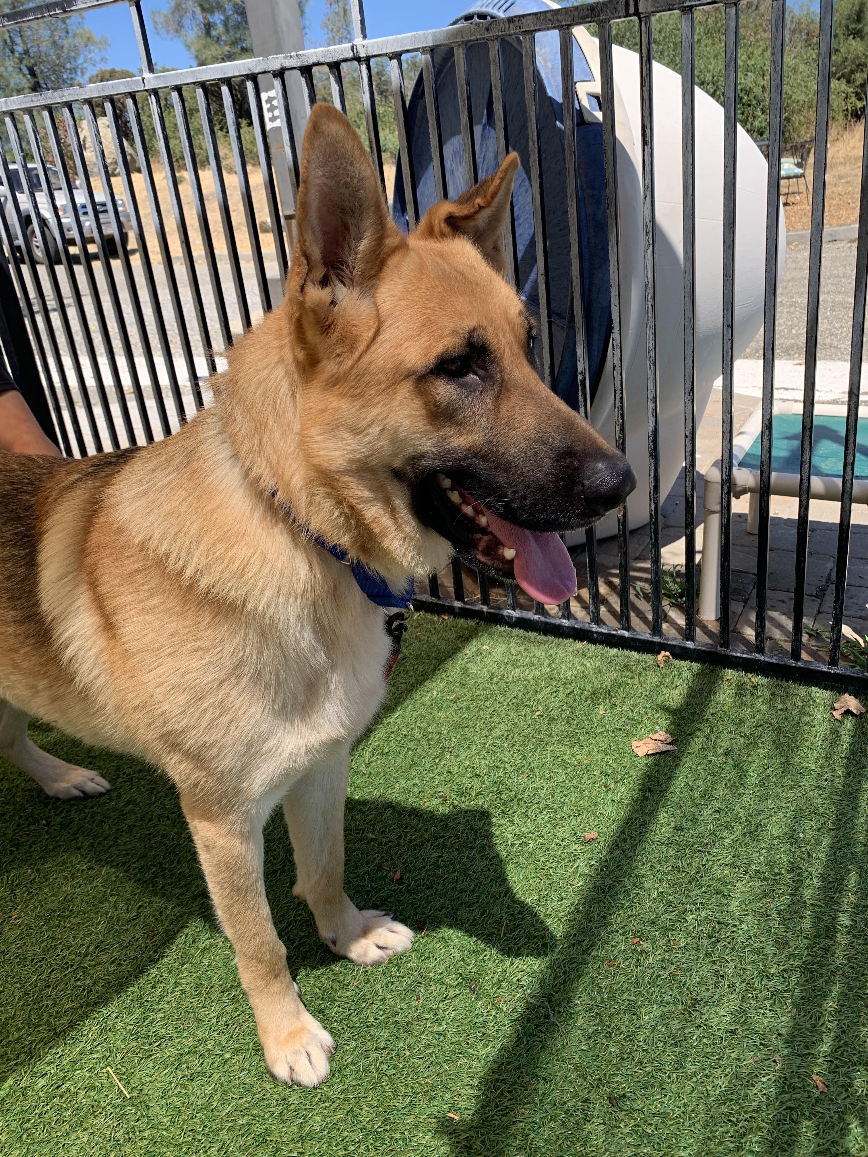 Enlarge Marsala, a ADOPTABLE German Shepherd Dog in Grass Valley, CA image 5/6