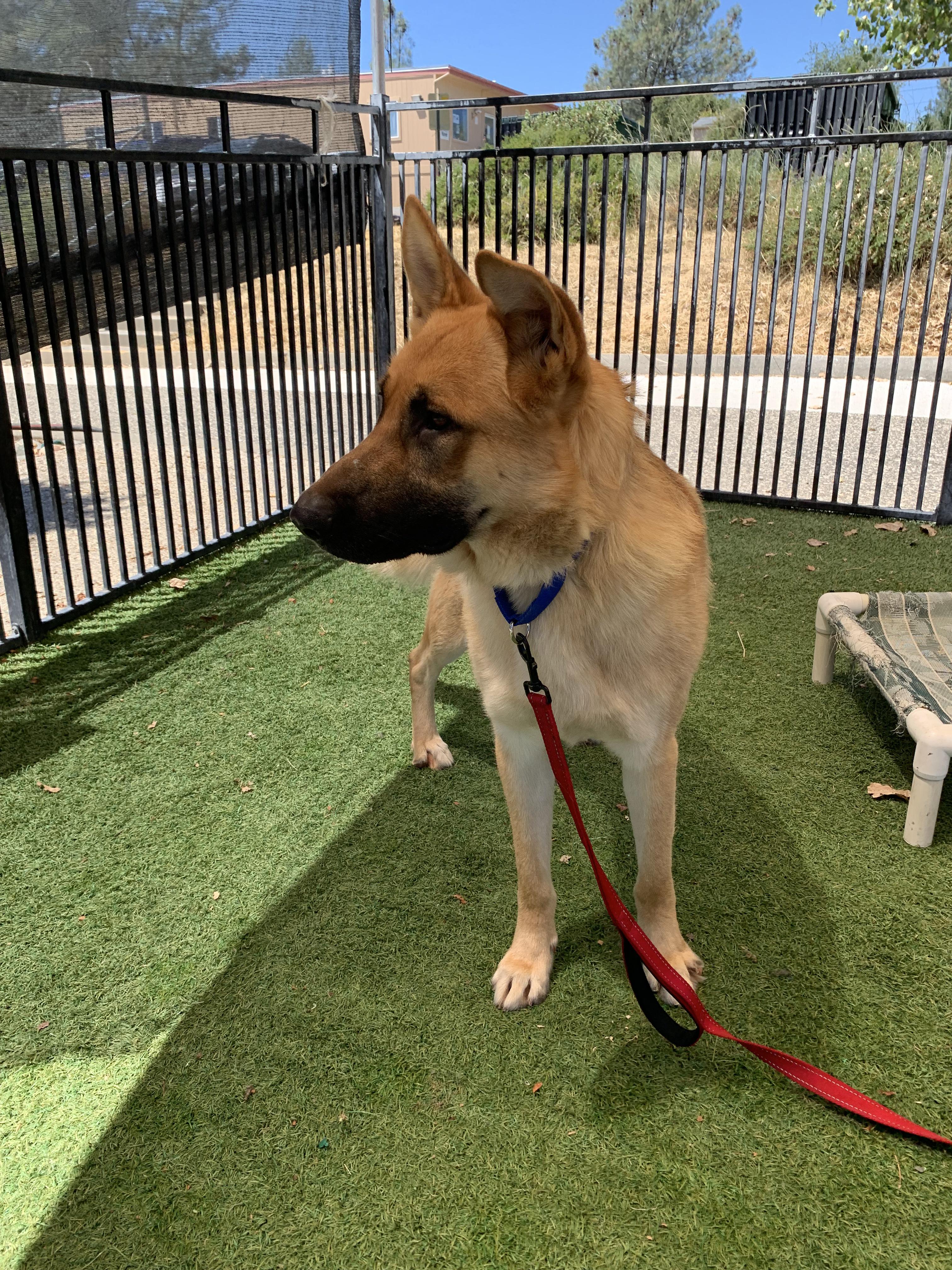 Enlarge Marsala, a ADOPTABLE German Shepherd Dog in Grass Valley, CA image 4/6