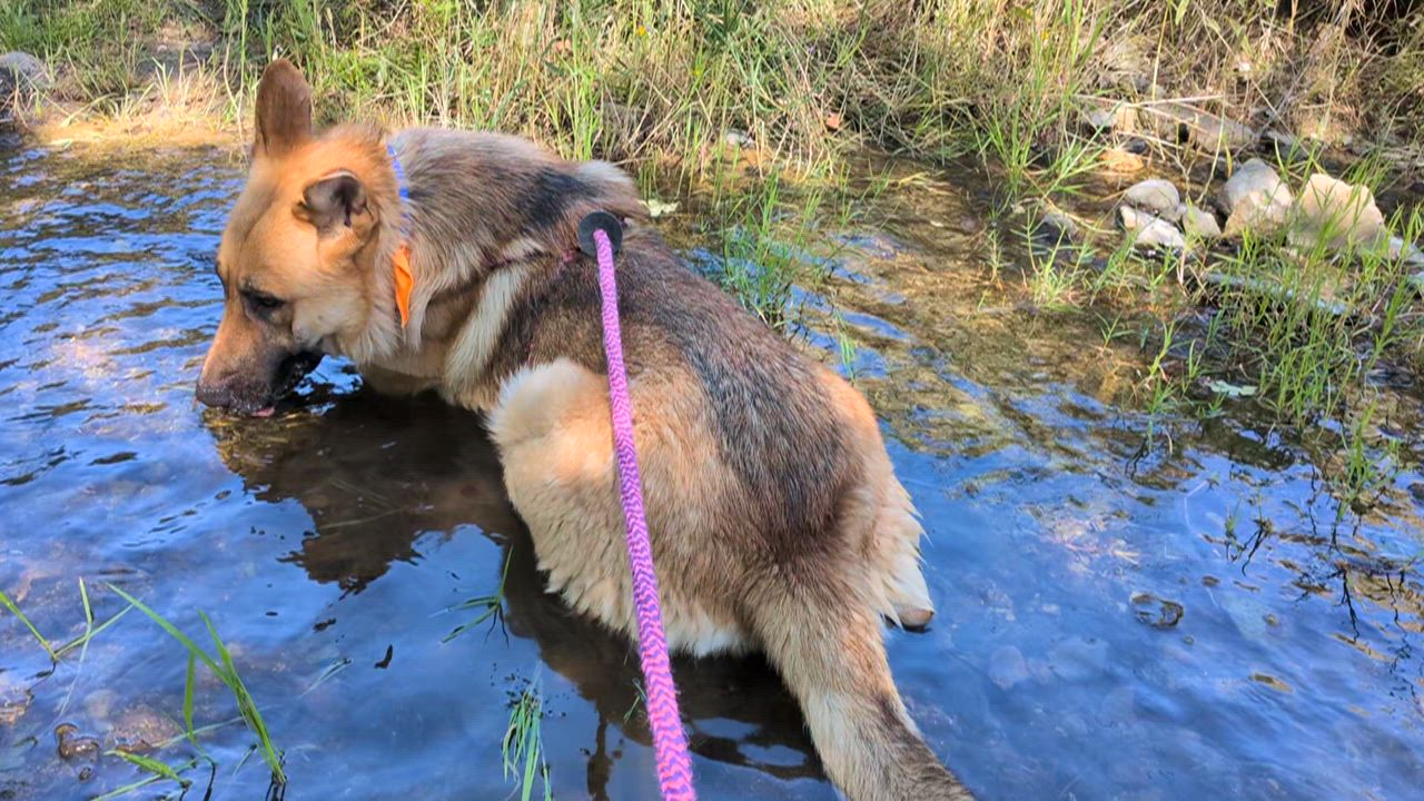 Enlarge Marsala, a ADOPTABLE German Shepherd Dog in Grass Valley, CA video 3/5