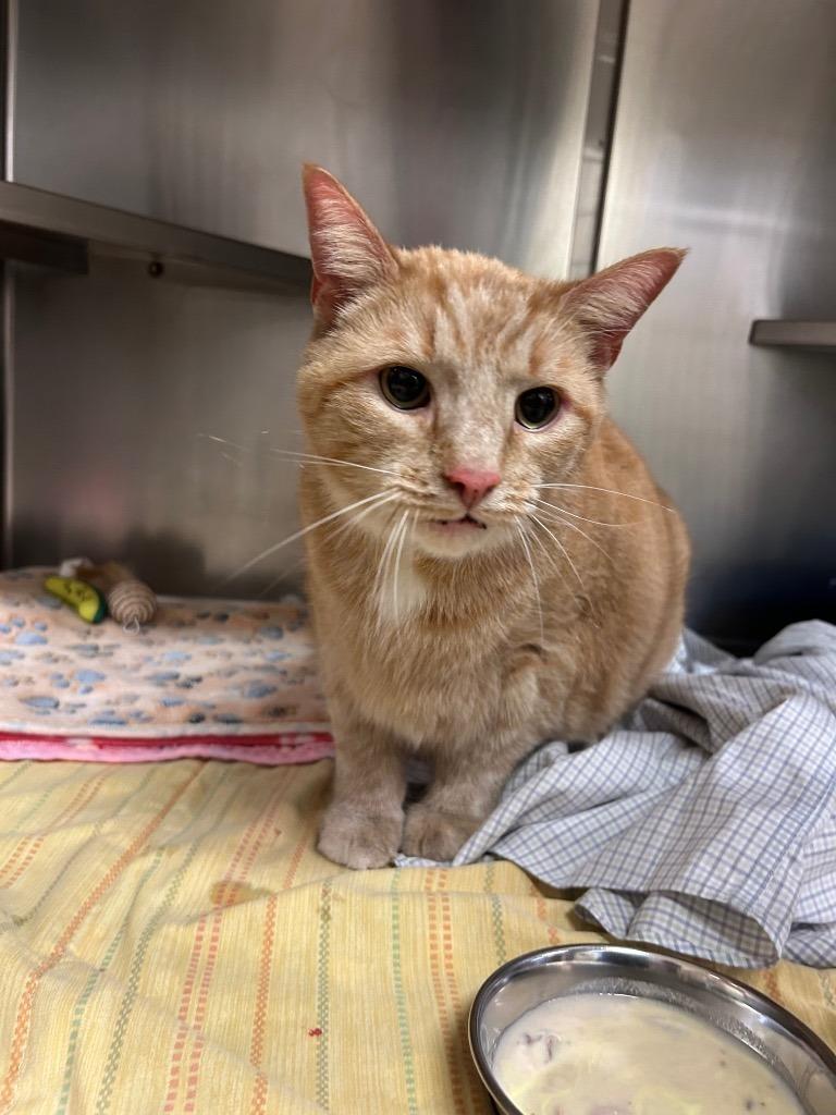 Enlarge Mr. C, a Adoptable mixed breed in Mineral, VA image 1/1