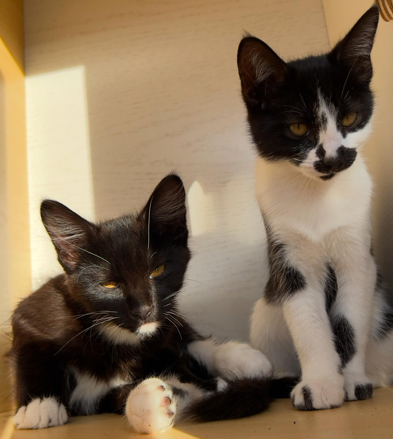 Enlarge Moo kitty, a ADOPTABLE Domestic Short Hair in Hawthorne, CA image 4/5