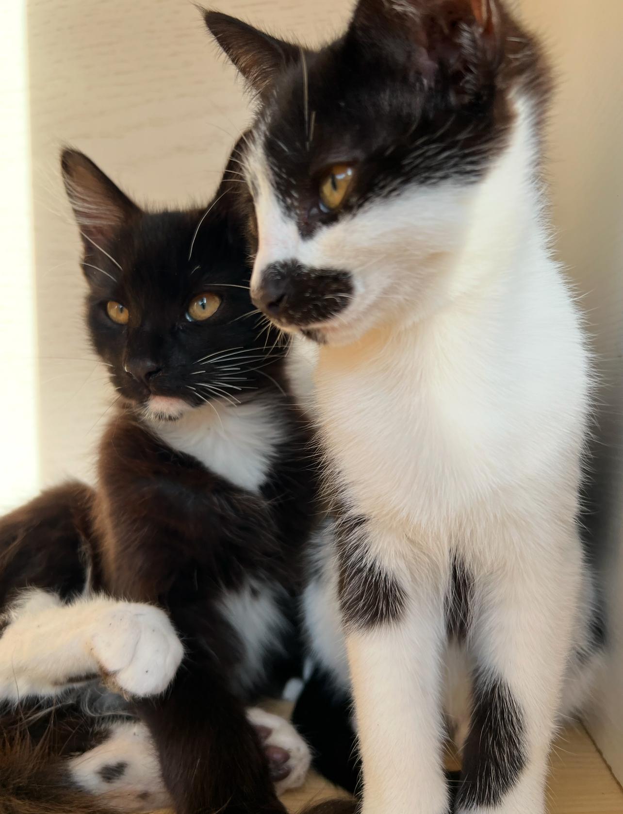 Enlarge Moo kitty, a ADOPTABLE Domestic Short Hair in Hawthorne, CA image 3/5