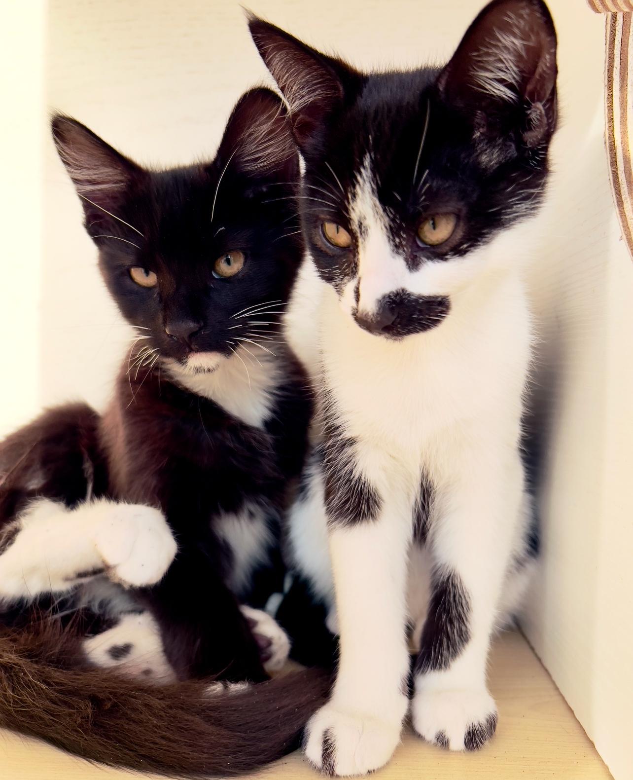 Enlarge Moo kitty, a ADOPTABLE Domestic Short Hair in Hawthorne, CA image 5/5