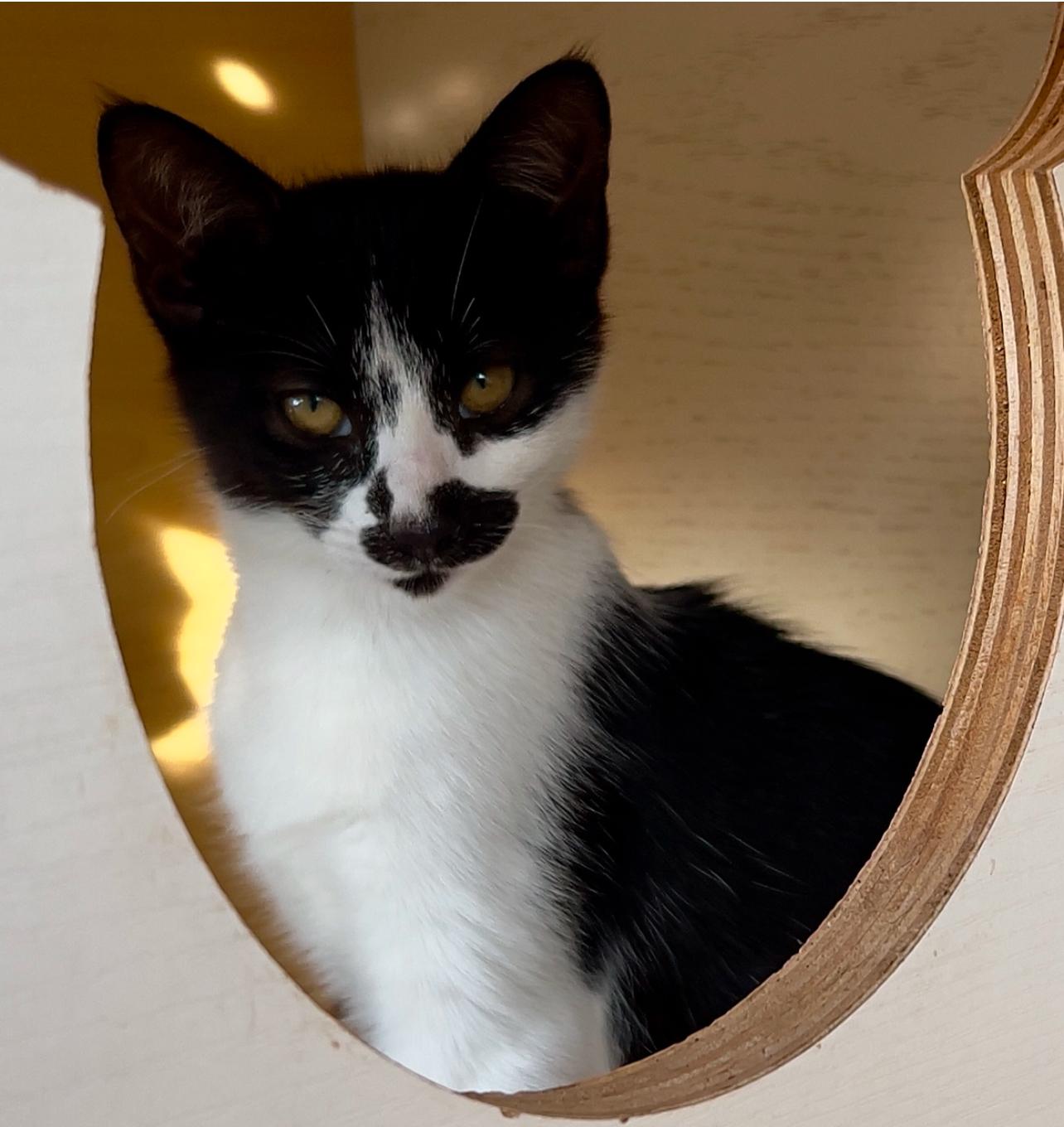 Enlarge Moo kitty, a ADOPTABLE Domestic Short Hair in Hawthorne, CA image 1/5