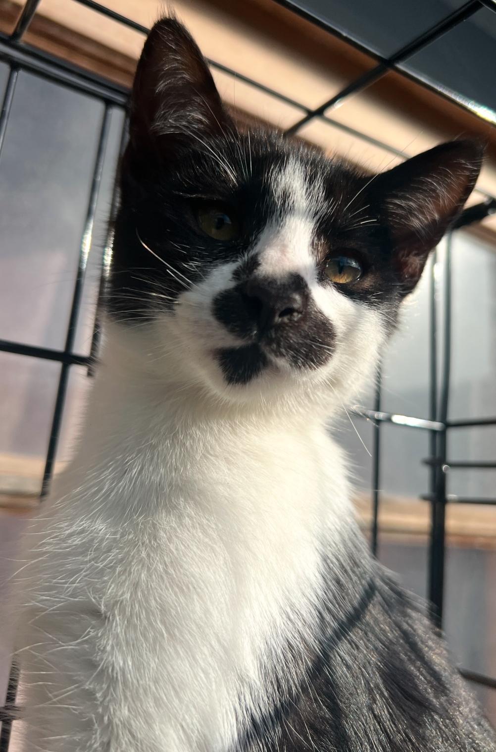 Enlarge Moo kitty, a ADOPTABLE Domestic Short Hair in Hawthorne, CA image 2/5