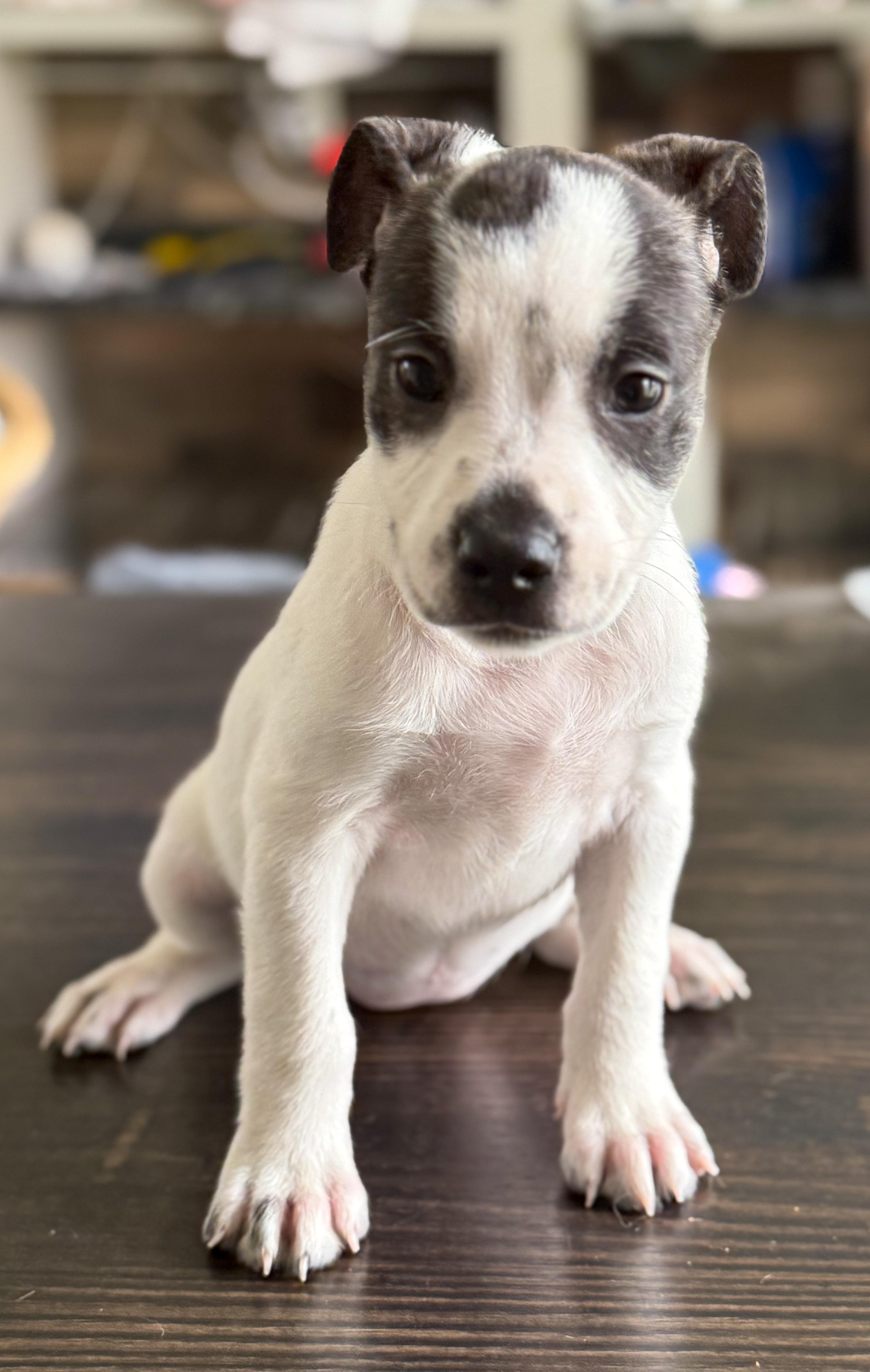 Enlarge Sabrina, a Adoptable mixed breed in Aquilla, TX image 1/1