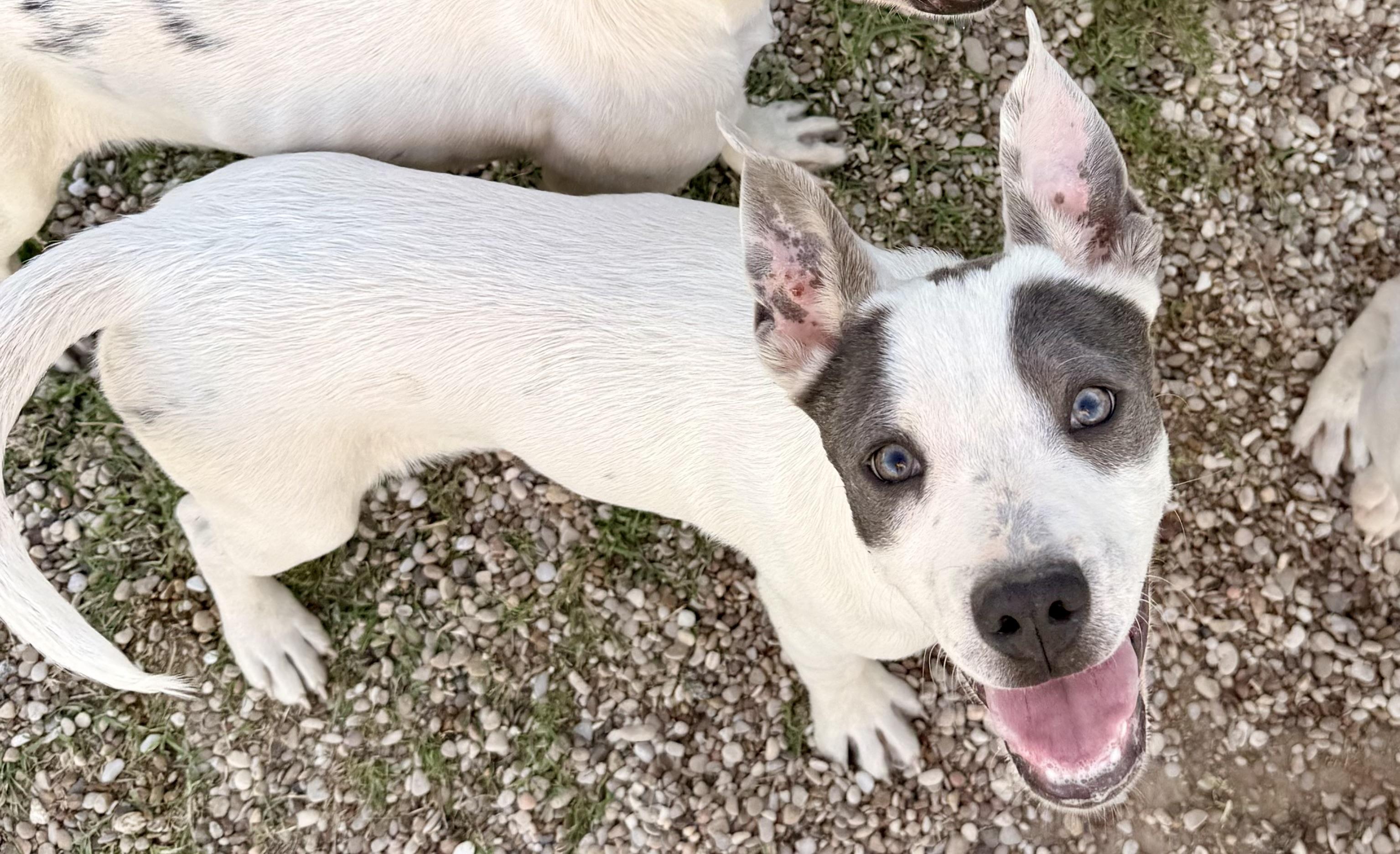 Enlarge Marigold, a Adoptable mixed breed in Aquilla, TX image 1/1