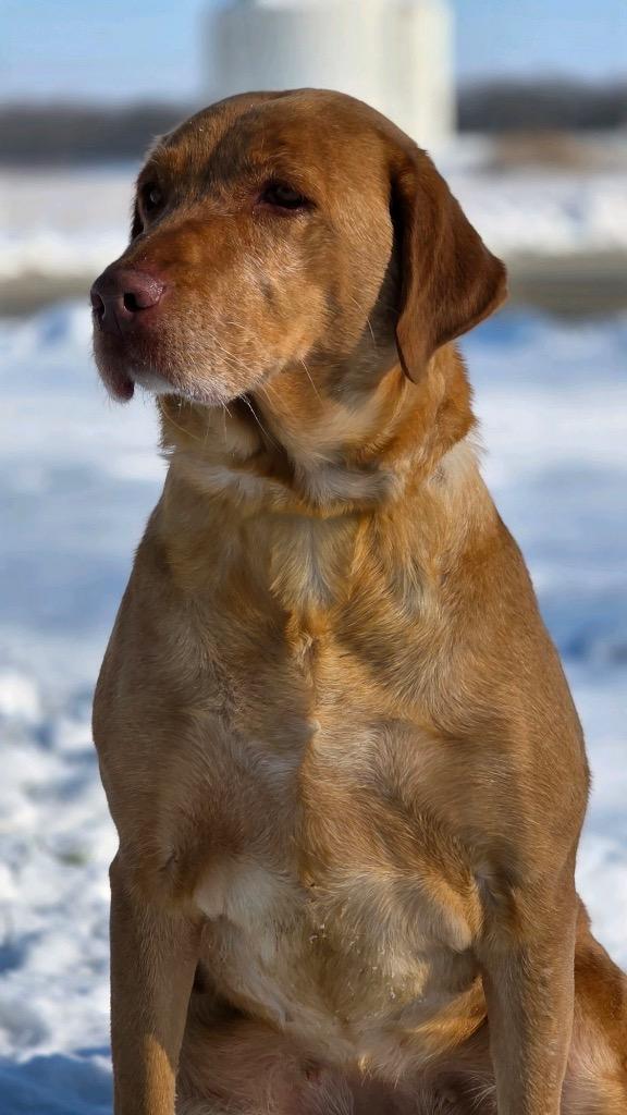 Rosie, Adopted, Adult Female Labrador Retriever.