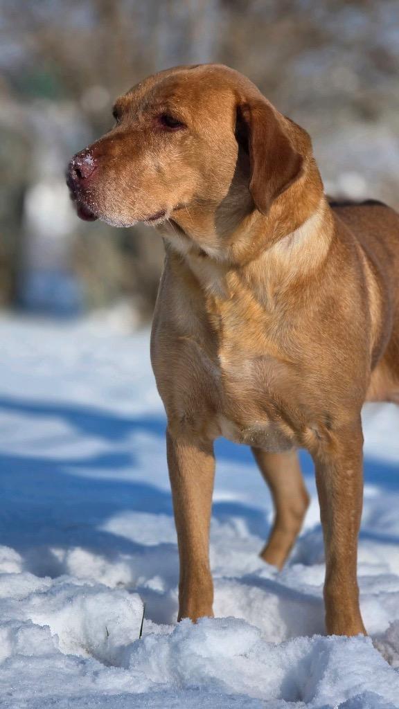 Enlarge Rosie, a Adopted Labrador Retriever in Huntington, IN image 2/2