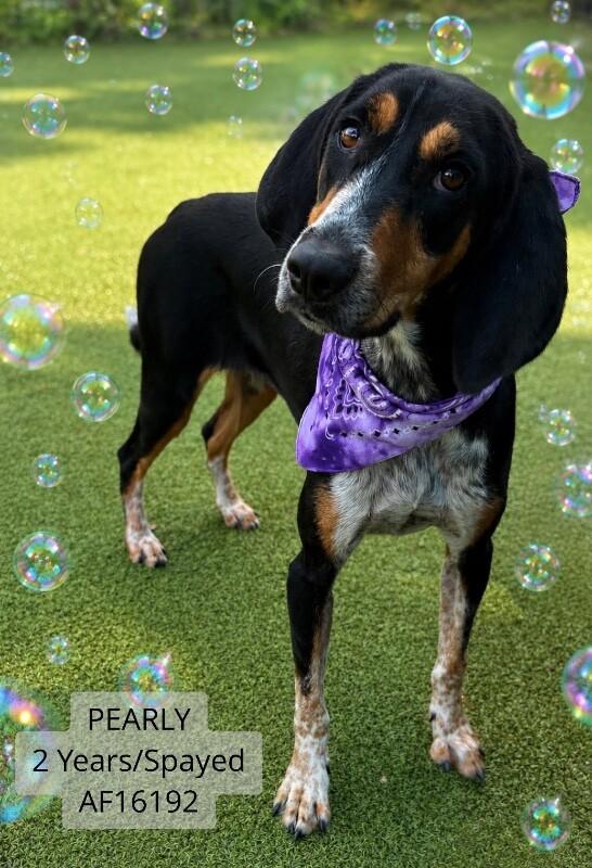 Pearly, Adoptable, Adult Female Hound.