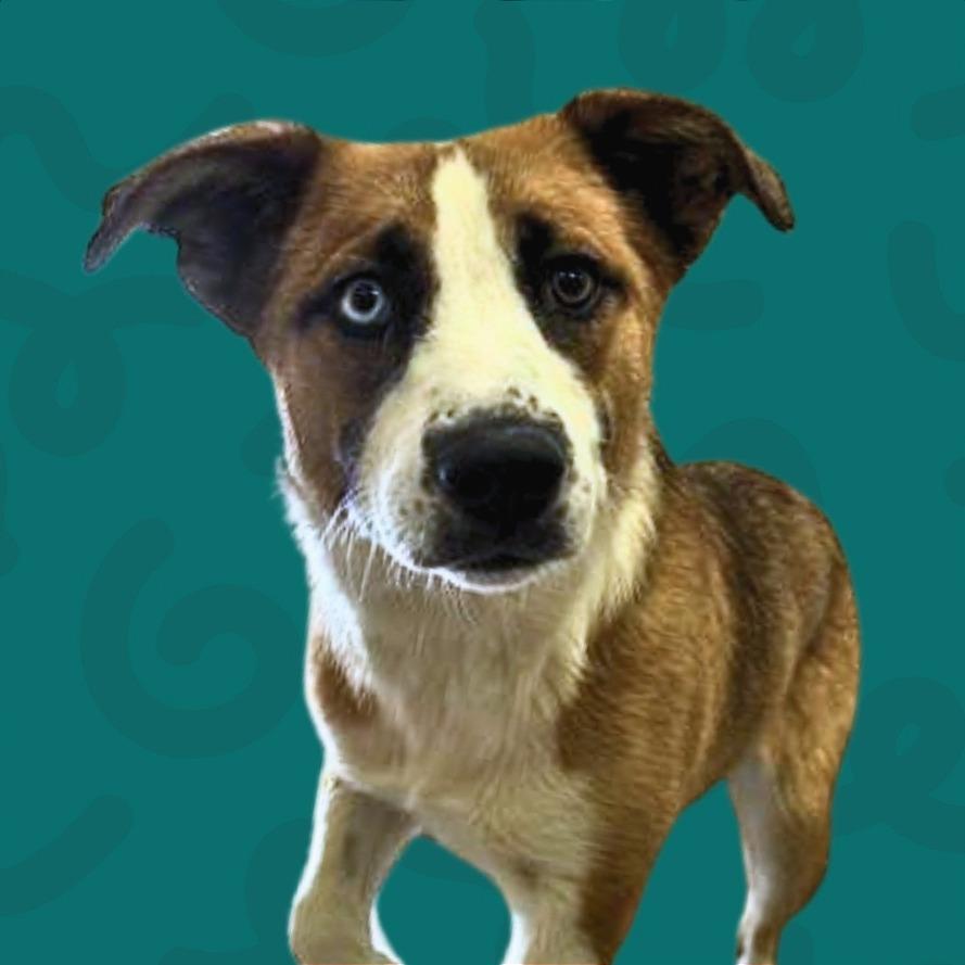 Enlarge Shuga, a Adoptable Australian Shepherd in Reno, NV image 1/6