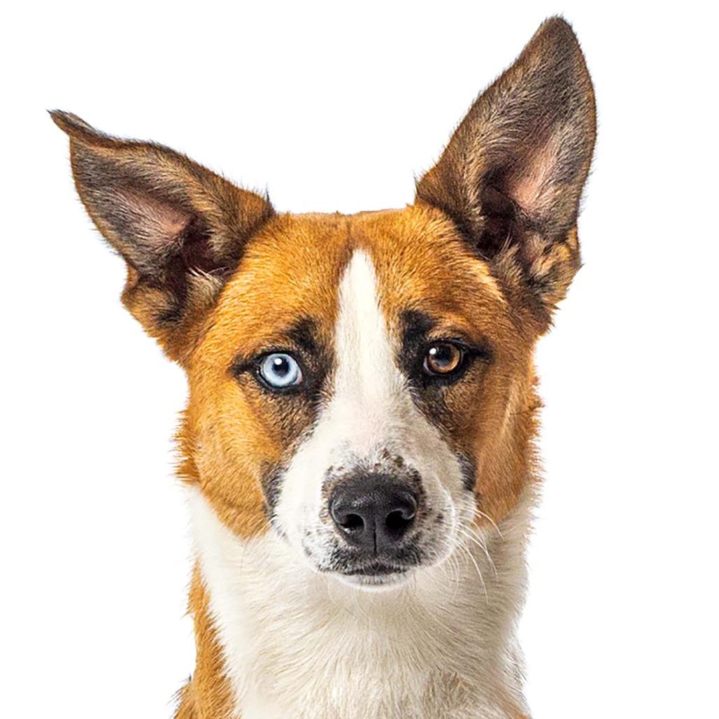 Enlarge Shuga, a Adoptable Australian Shepherd in Reno, NV image 2/6