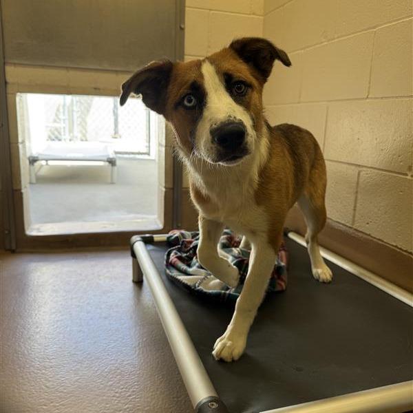 Enlarge Shuga, a Adoptable Australian Shepherd in Reno, NV image 4/6